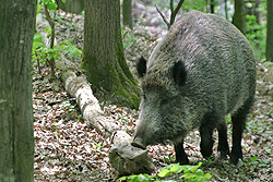 Diviačica